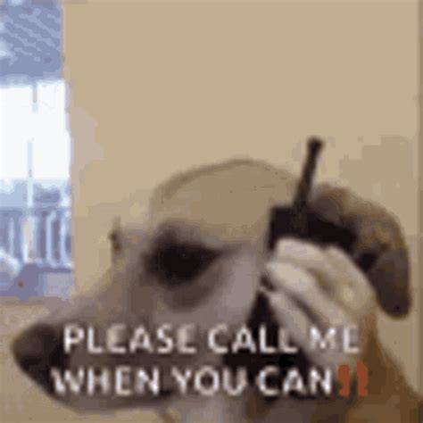 Please Call Me When You Can GIF - PleaseCallMe WhenYouCan Dog ...