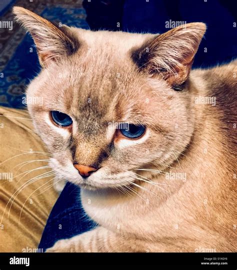 Blue-eyed lynx point Siamese cat on a lap Stock Photo - Alamy