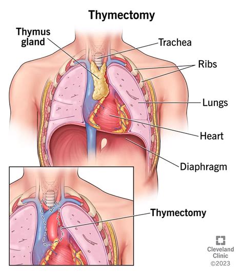 Thymus Gland Anatomy