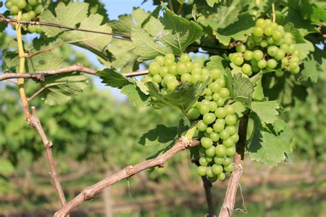 Green grapes on vine 1901631 Stock Photo at Vecteezy