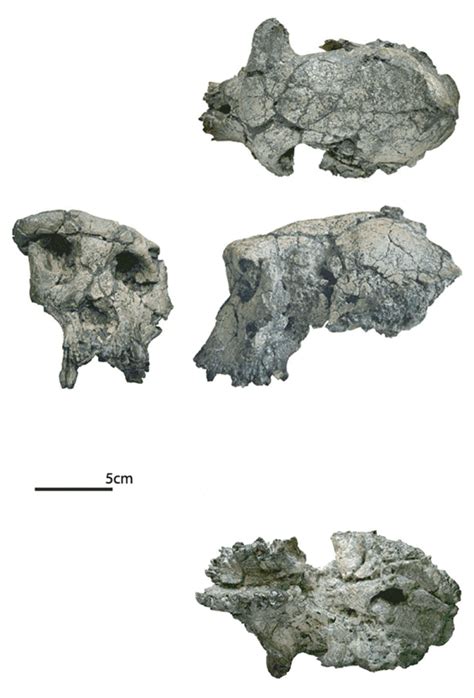 Sahelanthropus, Ardipithecus, Oreopithecus and Hylobates