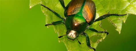 Japanese Beetle Habitat & Facts | How to Get Rid of Japanese Beetles ...