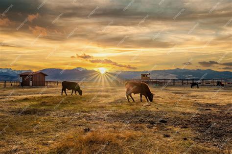 Premium Photo | Cow on a field at sunset