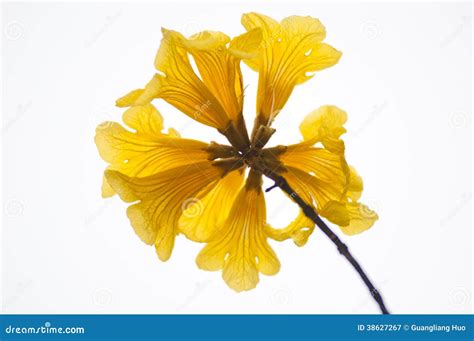 Tabebuia Chrysantha, Named Araguaney, Ipe, Guayacan. Bloom Yellow Flower Tree. Stock Photography ...