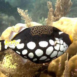 Clown triggerfish - Facts, Diet, Habitat & Pictures on Animalia.bio