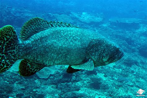 Giant Grouper Facts and Photographs - Seaunseen