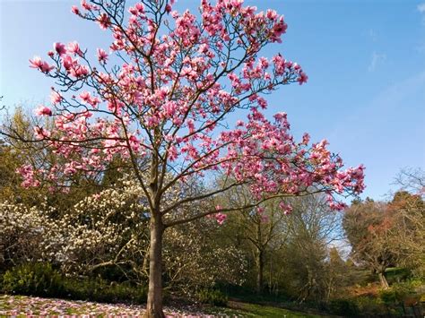 Magnolia Tree Types - Learn About Common Varieties Of Magnolia Trees