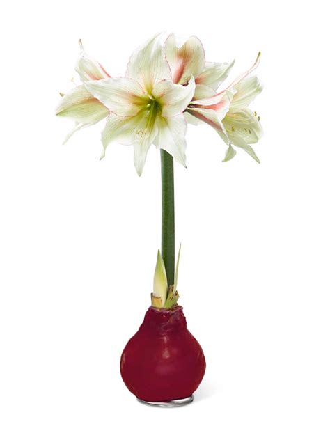 Waterless Waxed Amaryllis Color Mix | Gardener’s Supply