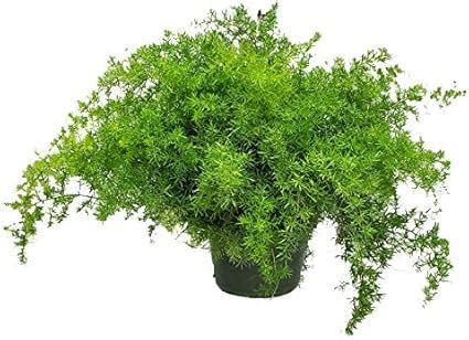 Amazon.com: Sprengeri Asparagus Fern Hanging Basket - 10" Basket - Live Plant - Overall Size 24 ...