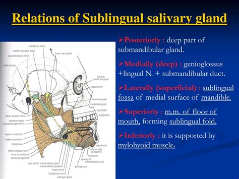 Submandibular Gland Duct