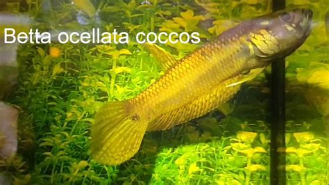 3 Species of Wild Betta Fish Endemic Sabah - YouTube