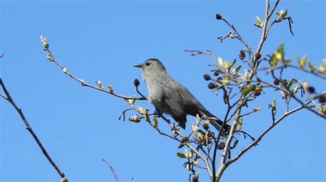 Gray Catbird Song - 2016 - YouTube