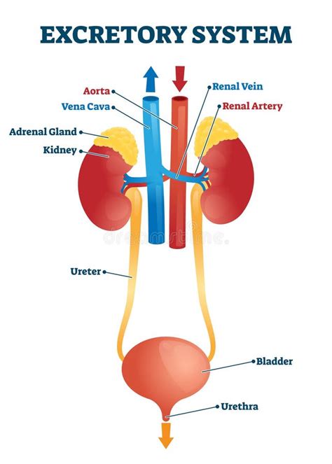 Vector Illustration Human Excretory System Stock Illustrations – 708 Vector Illustration Human ...