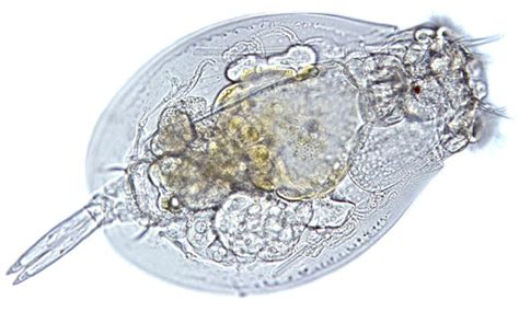 Rotifer - Alchetron, The Free Social Encyclopedia