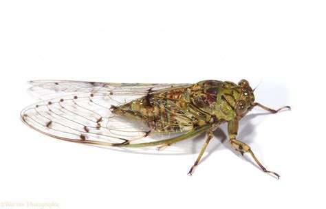 Cicada photo WP33318