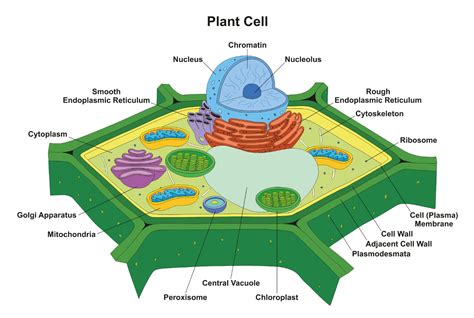 Plant Cell Diagram, Definition, Structure, Function & Parts