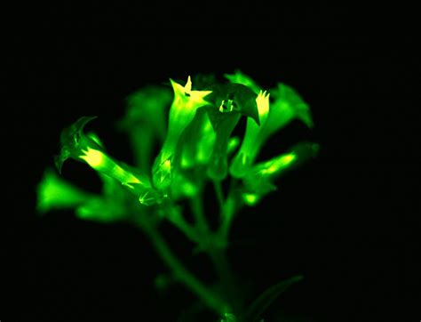 Light Bio’s bioluminescent plants show ‘magic’ of biotech