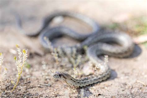 How Long Do Gopher Snakes Get? - Embora Pets