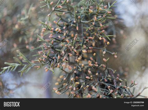 Male Cones Cupressus Image & Photo (Free Trial) | Bigstock