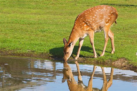 Deer Water Drinking Doe Stock Photos, Pictures & Royalty-Free Images ...