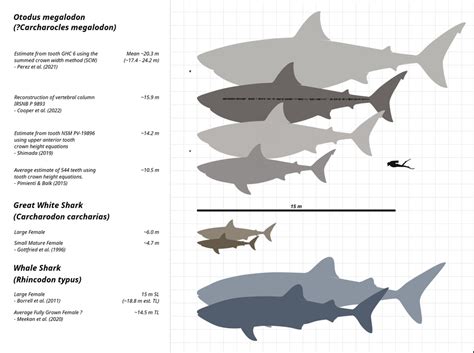 Everything You Need to Know About the Megalodon: Size, Teeth, Name