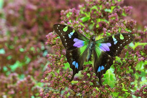 Purple Spotted Swallowtail Butterfly Photograph by Darrell Gulin | Pixels