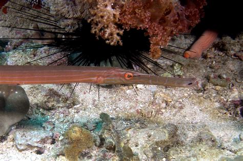 Trumpetfish - Facts and Photographs | Seaunseen