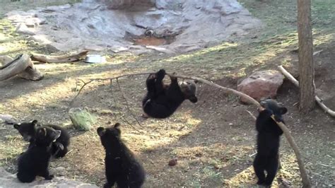 Bear Cubs Playing - YouTube