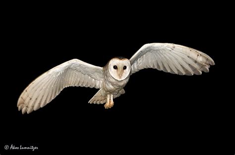 Eastern Barn Owl (Tyto javanica) in flight by Ákos Lumnitzer - The Owl ...