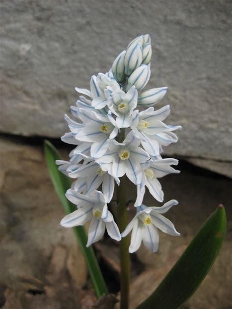 Striped Squill (Puschkinia) | Rotary Botanical Gardens