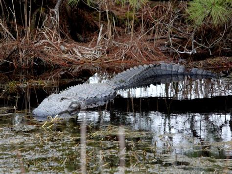 North Carolina Alligator | Smithsonian Photo Contest | Smithsonian Magazine