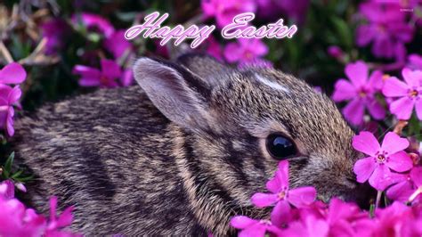 🔥 Free download Easter bunny wallpaper Holiday wallpapers [1920x1080] for your Desktop, Mobile ...