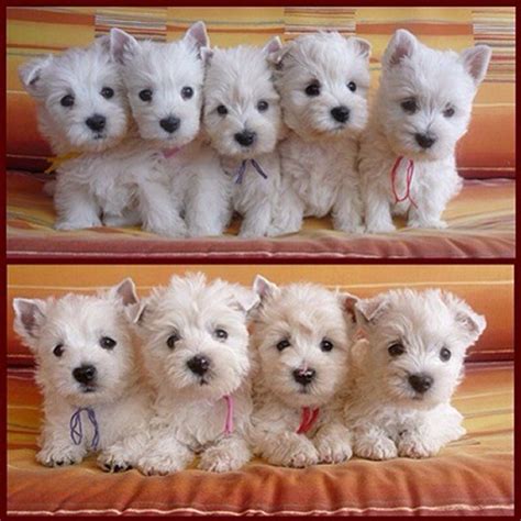 FLUFFY MAD : Photo | Westie puppies, Cute puppies, Puppies