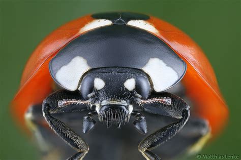 Seven-spot ladybird / Marienkäfer / Coccinella septempunct… | Flickr