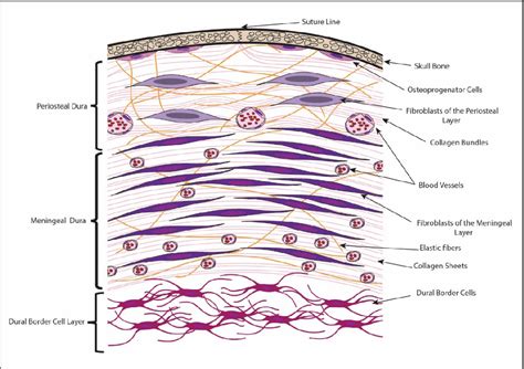 Figure 1 from Histology of the Human Dura Mater; A review article ...