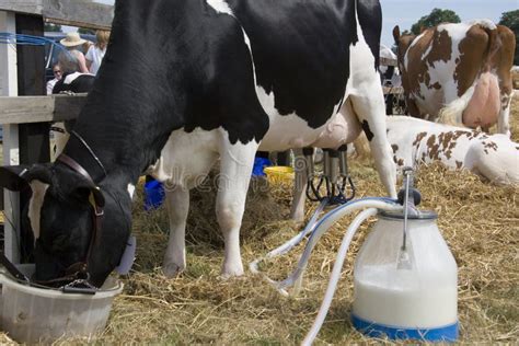 Dairy Farming - Milking a Cow Stock Photo - Image of livestock, glands: 19193452