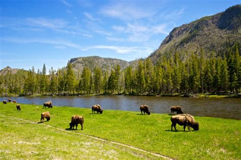 15 Best Yellowstone Tours - The Crazy Tourist