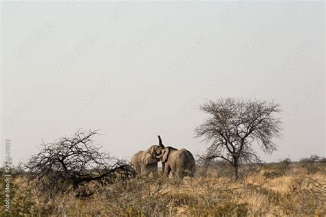 Elefantes peleando en Ethosa, Namibia (África) Stock Photo | Adobe Stock