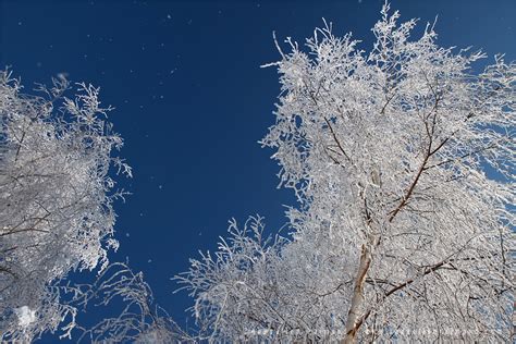 Phenomenon: Hoar Frost | Roeselien Raimond Nature Photography