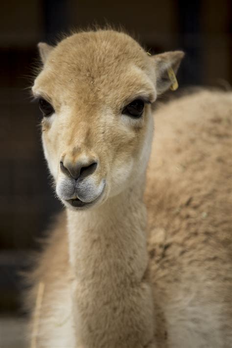 Vicuña / Vicuña | Animals, American animals, National animal ...