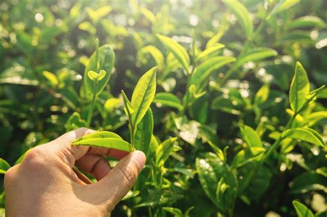 The Stress-Reducing Powers of Green Tea – Japanese Green Tea Co.