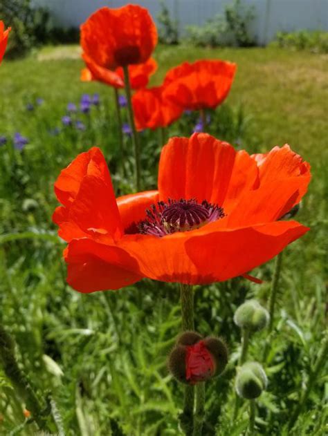 The Papery-Petaled Poppy And How To Grow Many Varieties | Vermont ...