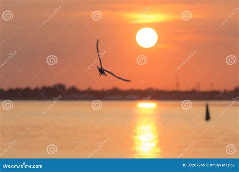 Seagull in Flight at Sunset Stock Image - Image of beauty, silhouette ...