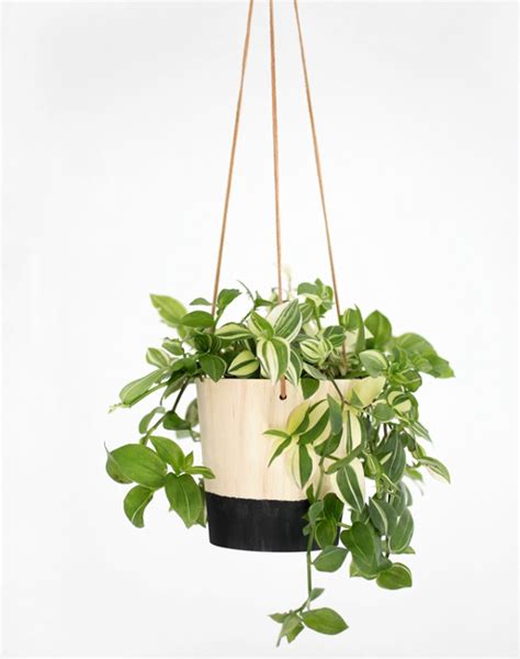 Decoración Fácil: Las 9 mejores plantas colgantes