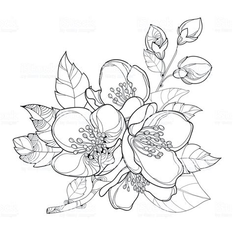 Jasmine Flower Simple Drawing | Flower drawing, Flower line drawings, Flower sketches