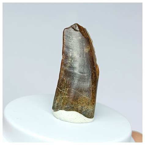 Kryptops palaios Abelisaurid Theropod Dinosaur Tooth Cretaceous Elrhaz ...