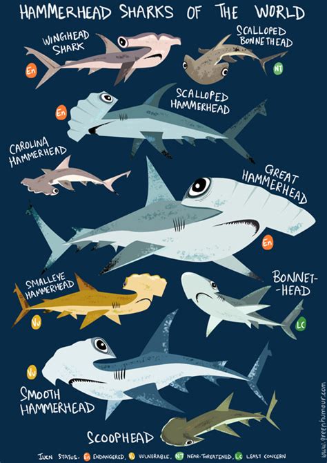 Green Humour: Hammerhead Sharks of the World