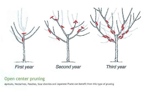 North Star Cherry Tree in 2021 | Cherry tree, Dwarf cherry tree, Cherry