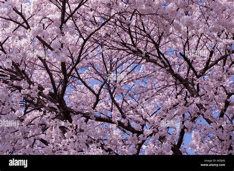 Cherry blossoms in spring in Ichinoseki Iwate Japan Stock Photo - Alamy