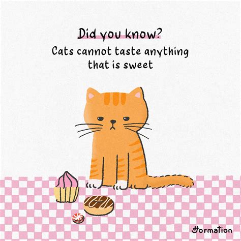 Cats can't taste sweet by Jormation on Dribbble